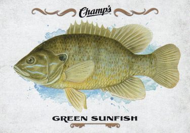 insert karta FISH 15-16 Champs Green Sunfish číslo F-22