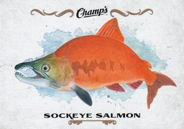 insert karta FISH 15-16 Champs Sackeye Salmon číslo F-25